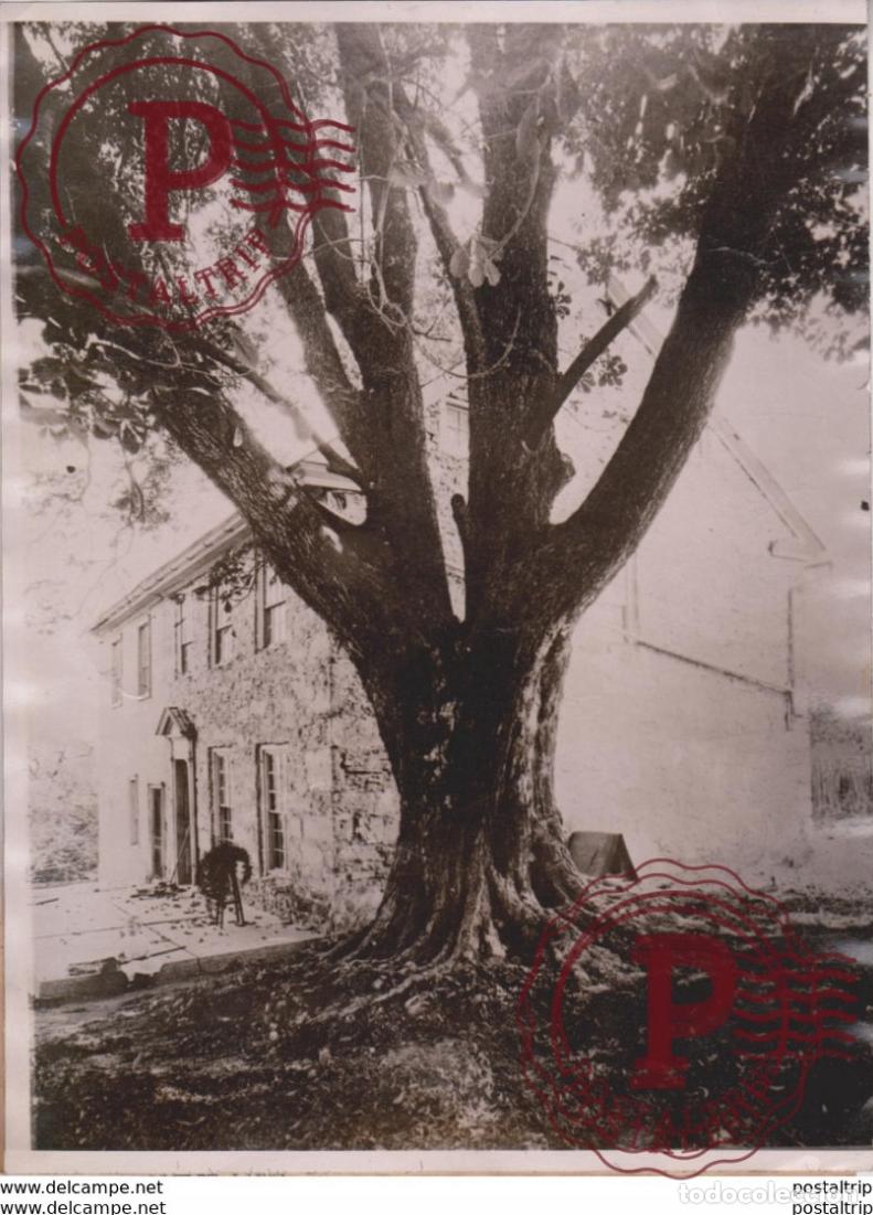 Antique Photography: HISTORIC WASHINGTON OAK BATH PENNA MOUNT VERNON GEORGE xylology forestry 20*16CM Fonds Victor FOR