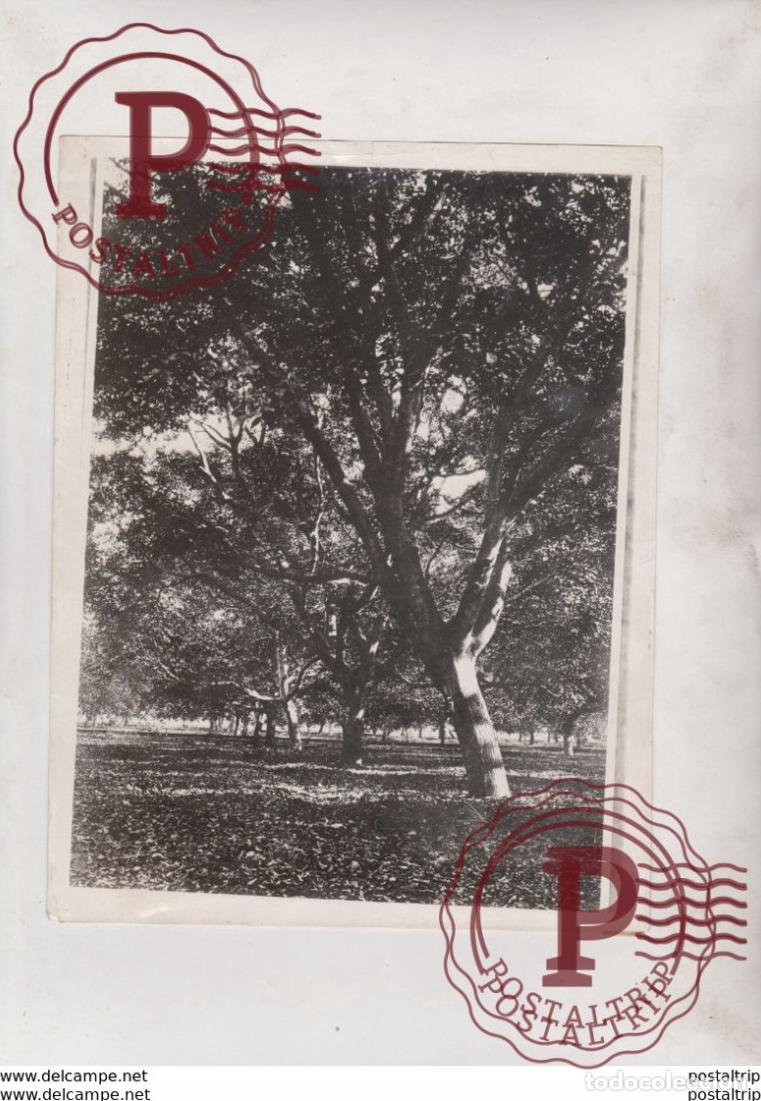 Antique Photography: NUT INDUSTRY CALIFORNIA USA WALNUT TREE xylology forestry 20*16CM Fonds Victor FORBIN 1864-1947