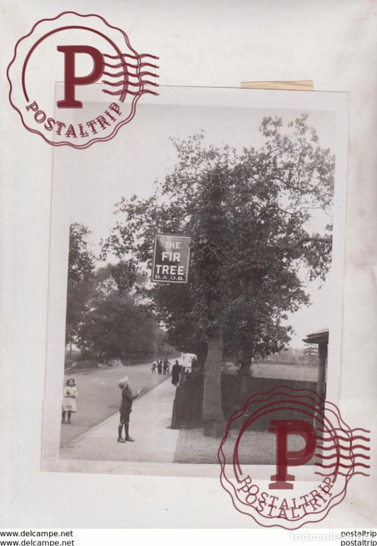 Antique Photography: OAK TREE THE FIRE TREE R A O B xylology forestry 21*16CM Fonds Victor FORBIN 1864-1947