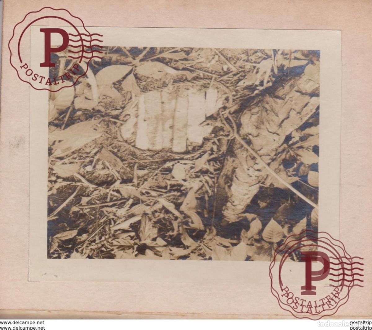 Fotografia antiga: ANIMAL TRAP ANIMAUX ANIMALS ANIMALES HARD COPY 15*12CM Fonds Victor FORBIN 1864-1947