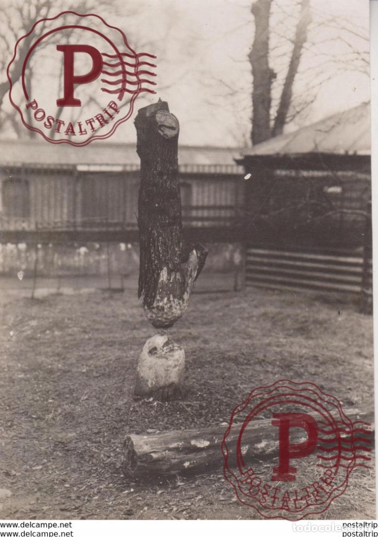 Fotografia antiga: BEAVERS ANIMAUX ANIMALS ANIMALES 15*11CM Fonds Victor FORBIN 1864-1947