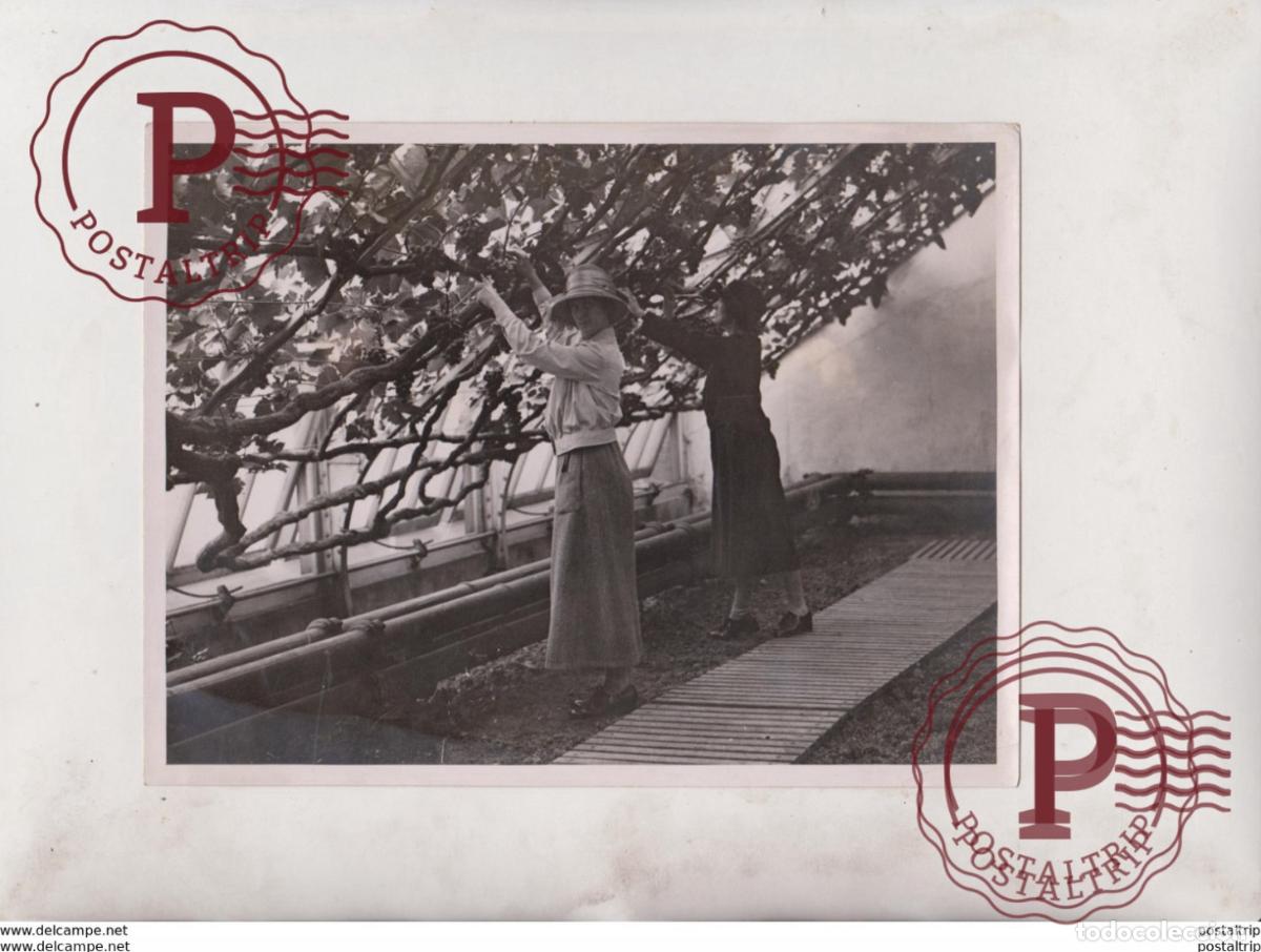 Fotografia antiga: HAMPTON COURT GRAPES SALE TO AID BLIND SOLDIERS UK ENGLAND 20*15CM Fonds Victor FORBIN 1864-1947