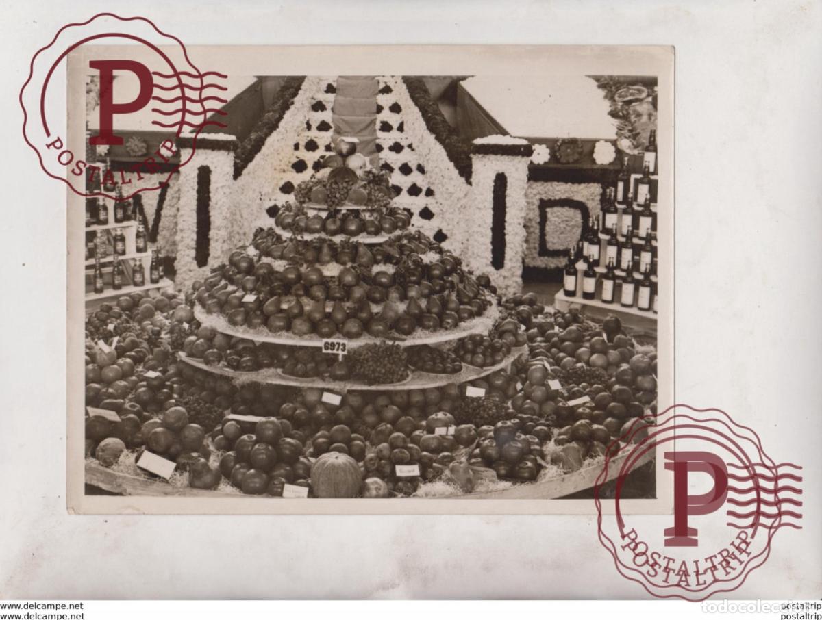 Fotografia antiga: CHAMPION EXHIBITION NEW SOUTH WALES ROYAL AGRICULTURAL SOCIETY SYDNEY AUSTRALIA 21*16CM Fonds Victo