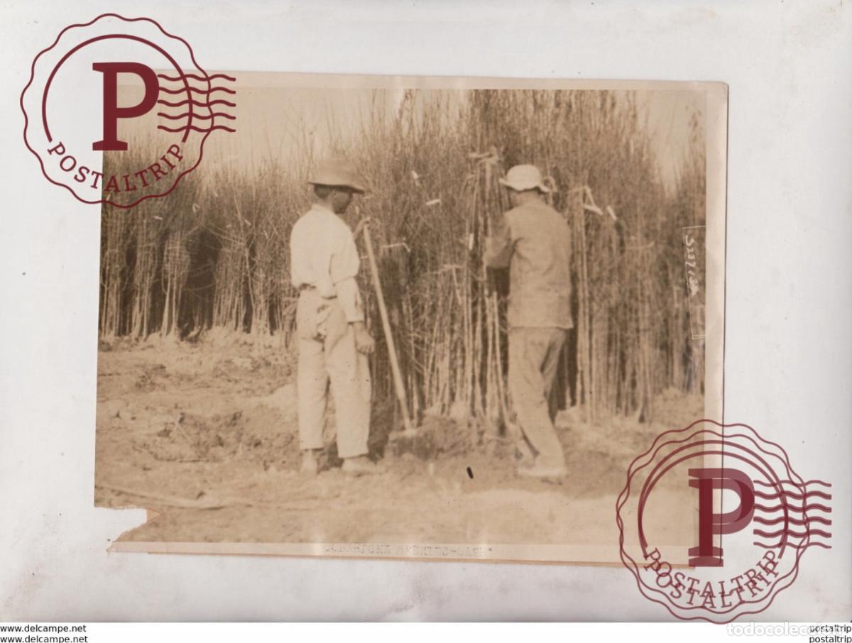 Fotografia antiga: CALIFORNIA PRUNE TREES RUINED FRENCH ORCHARDS DESTROYED BY THE GERMANS 21*16CM Fonds Victor FORBIN