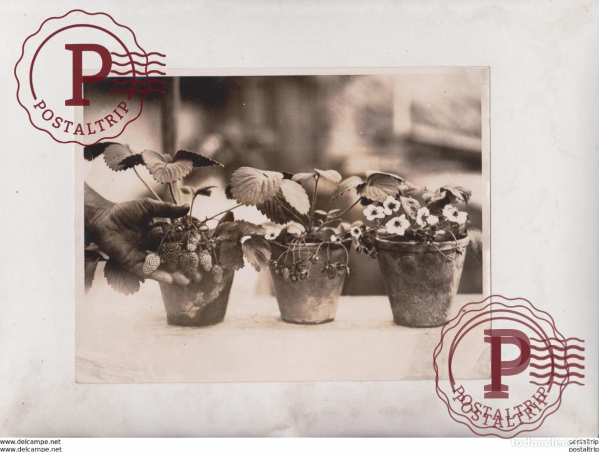 Fotografia antiga: FRESAS STRAWBERRIES NORTH AVENUE NURSERIES WORTHING UK ENGLAND 20*15CM Fonds Victor FORBIN 1864-194