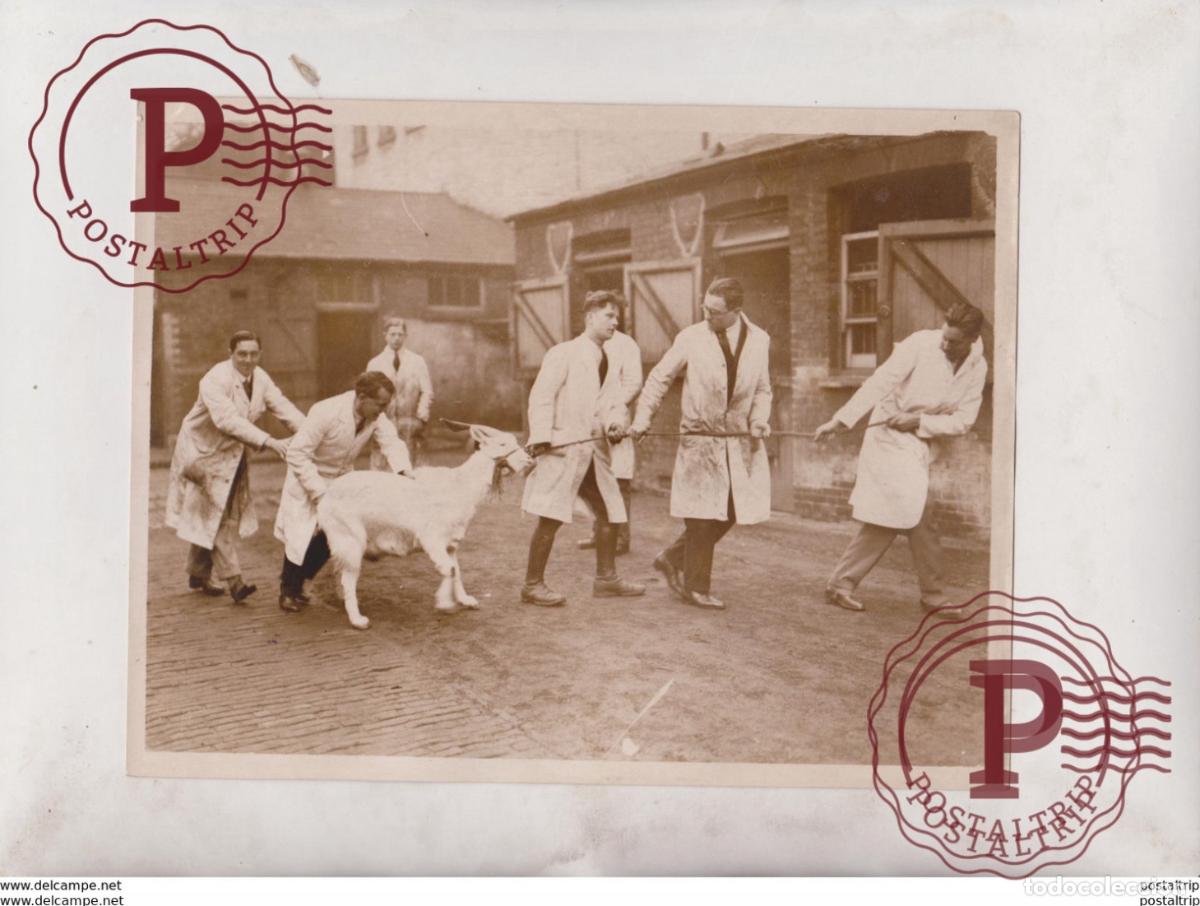 Fotografia antiga: ROYAL VETERINARY COLLEGE LONDON UK ALSO MUSEUM ANIMALS HOAT STUDENTS ENGLAND 21*16CM Fonds Victor