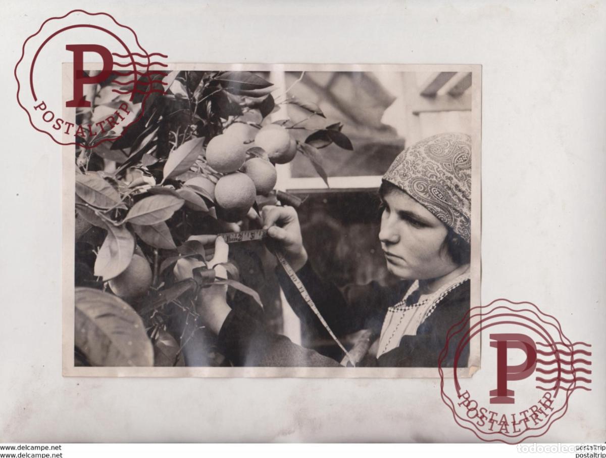 Fotografia antiga: ORANGES GROWING SUCCESS IN ENGLAND EAST HOATHLY SUSSEX 20*15CM Fonds Victor FORBIN 1864-1947