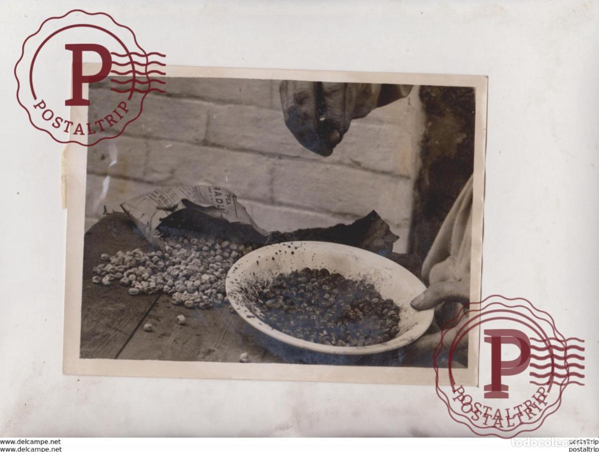 Fotografia antiga: IN THE GARDEN VEGETABLES SEEDS RED LEAD TO KEEP BIRDS AWAY 20*15CM Fonds Victor FORBIN 1864-1947