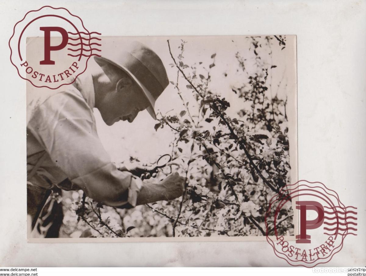 Fotografia antiga: DEMOBILISED OFFICERS PREPARING THEIR OWN FARMS RUDGWICK FRUIT SCHOOL SUSSEX 21*16CM Fonds Victor FO