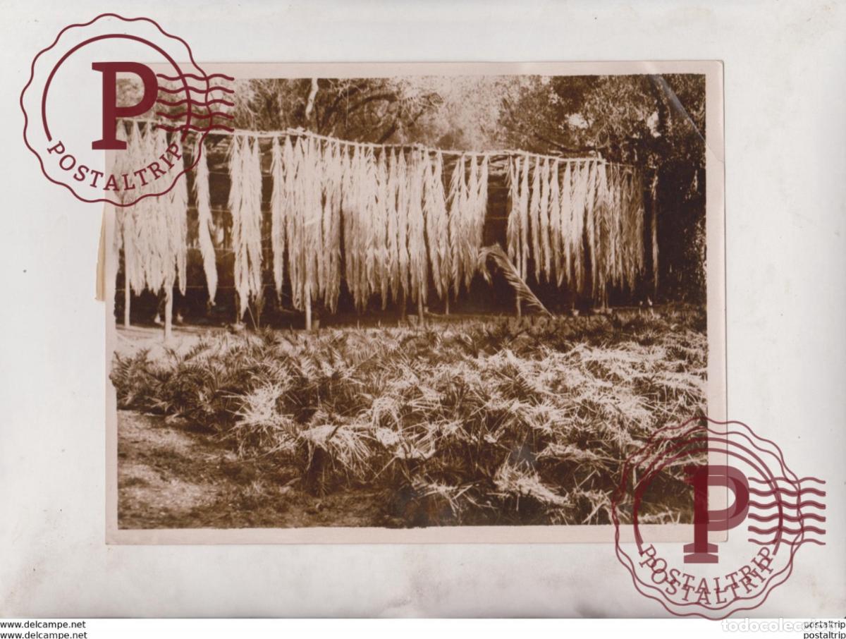 Alte Fotografie: ROOF FOR GARDENS MOUNTAIN SLOPE OF BORDIGHERA ITALIA ITALY FLOWER NURSERIES 21*16CM Fonds Victor FO