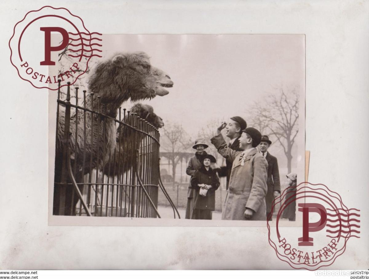 Alte Fotografie: AT THE ZOO LONDON COUNTRY CHILDREN HUNGRY CAMELS CAMEL CHAMEAUX DROMADAIRES 20*15CM Fonds Victor FOR