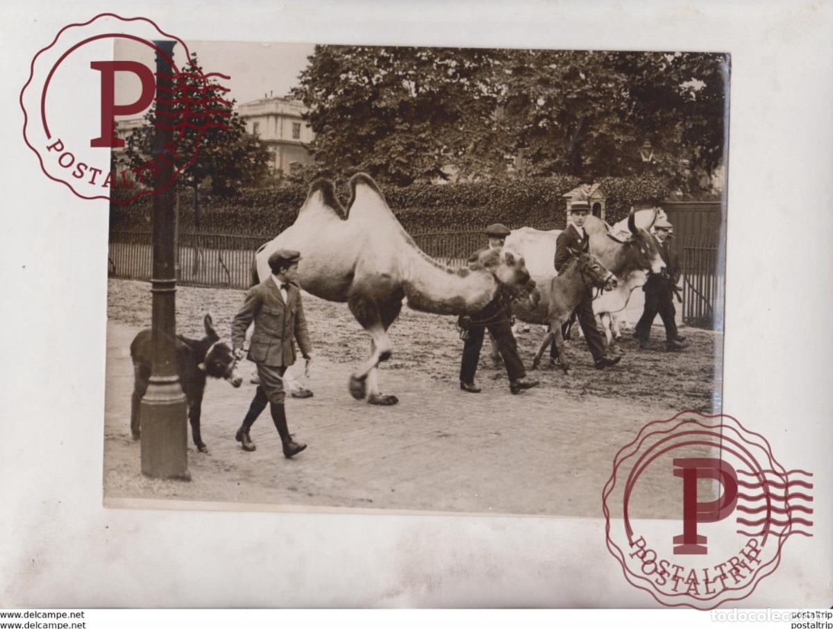 Alte Fotografie: STAGE MENAGERIE THE MALL LONDON CHU CHIN DONKEY &Acirc;NE OX CAMEL CHAMEAUX DROMADAIRES 21*16CM Fonds Vict