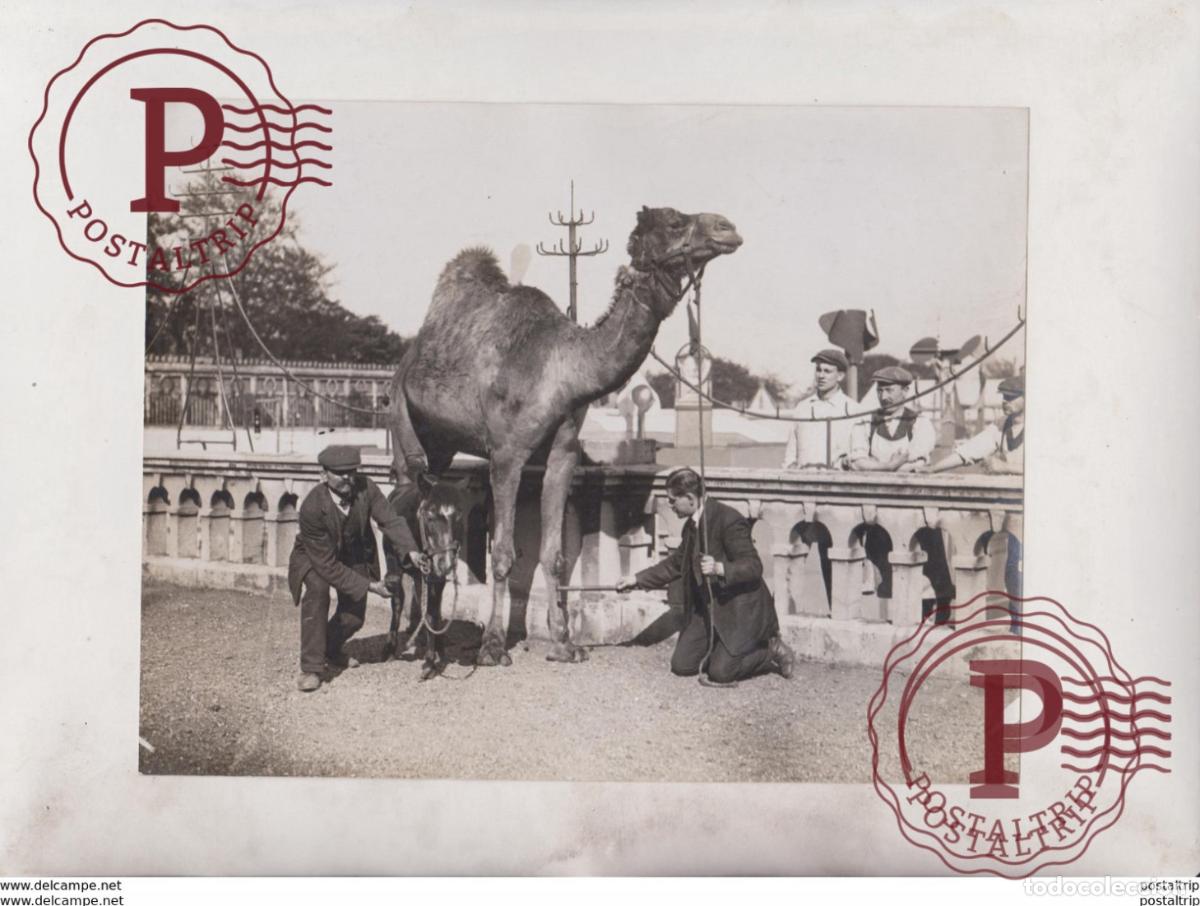 Alte Fotografie: FESTIVAL OF EMPIRE DROMEDARY THE KING CAMEL CHAMEAUX DROMADAIRES 21*16CM Fonds Victor FORBIN 1864-19