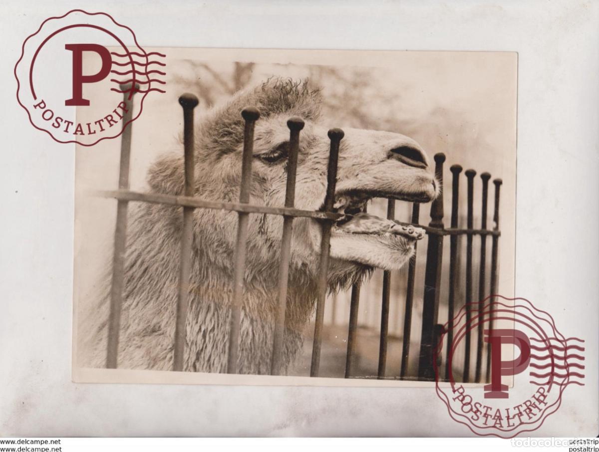 Alte Fotografie: ANIMALS AT THE ZOO CAMEL CHAMEAUX DROMADAIRES 21*16CM Fonds Victor FORBIN 1864-1947