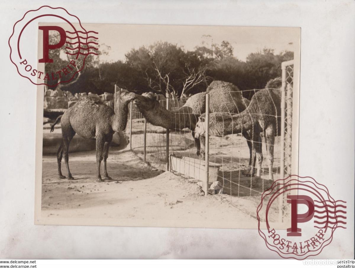 Alte Fotografie: TARONGA PARK ZOO SYDNEY AUSTRALIA CAMEL CHAMEAUX DROMADAIRES 21*16CM Fonds Victor FORBIN 1864-1947