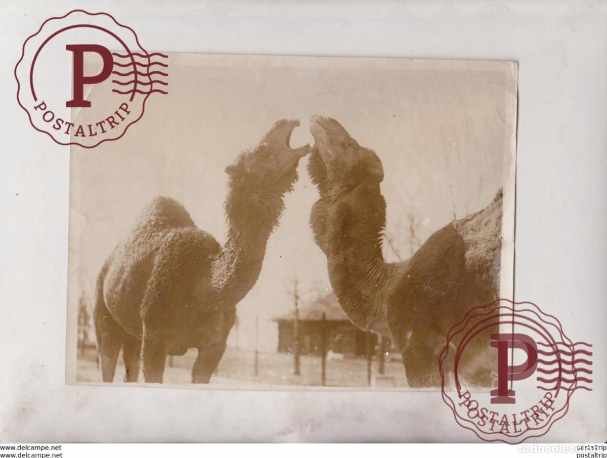 Fotograf&iacute;a antigua: SAHARA BLUES FRANKLIN ZOO BOSTON MASS CAMEL CHAMEAUX DROMADAIRES 21*16CM Fonds Victor FORBIN 1864-1