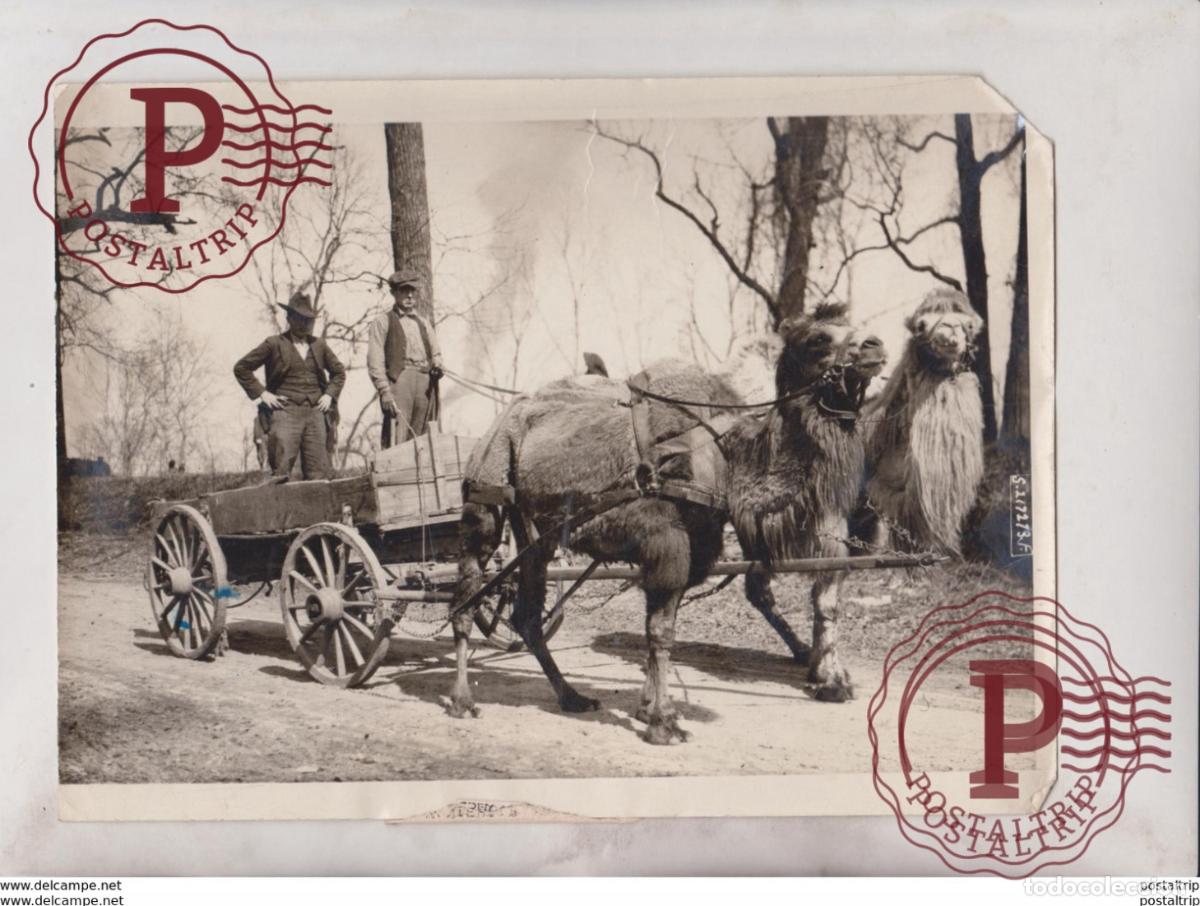 Fotograf&iacute;a antigua: SEE RIGHT CORNER CART CAMEL CHAMEAUX DROMADAIRES 24*18CM Fonds Victor FORBIN 1864-1947