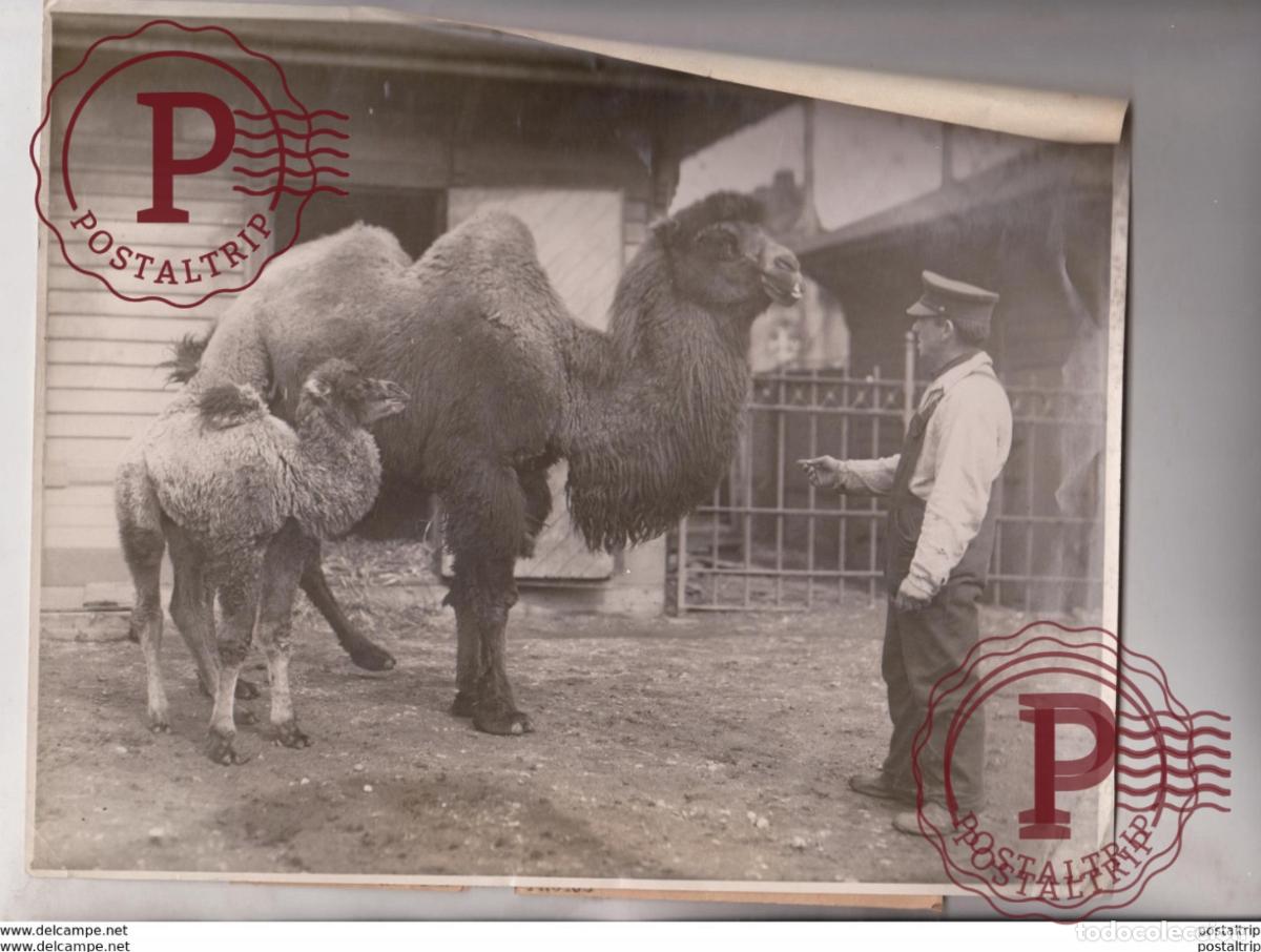 Fotograf&iacute;a antigua: BABY CAMEL M&Eacute;NAGERIE CENTRAL PARK NEW YORK ZOO CAMEL CHAMEAUX DROMADAIRES 25*20CM Fonds Victor FORB