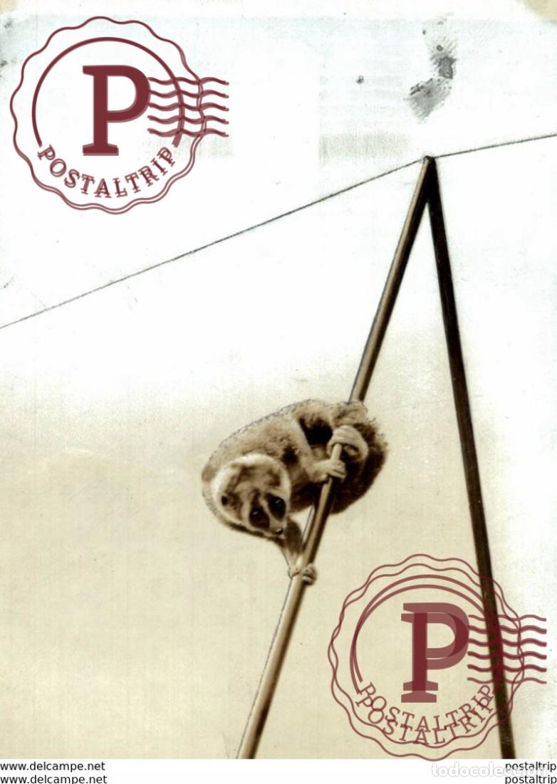 Fotograf&iacute;a antigua: AAP MONKEY MONO ANIMAUX ANIMALS ANIMALES 11*7CM Fonds Victor FORBIN 1864-1947