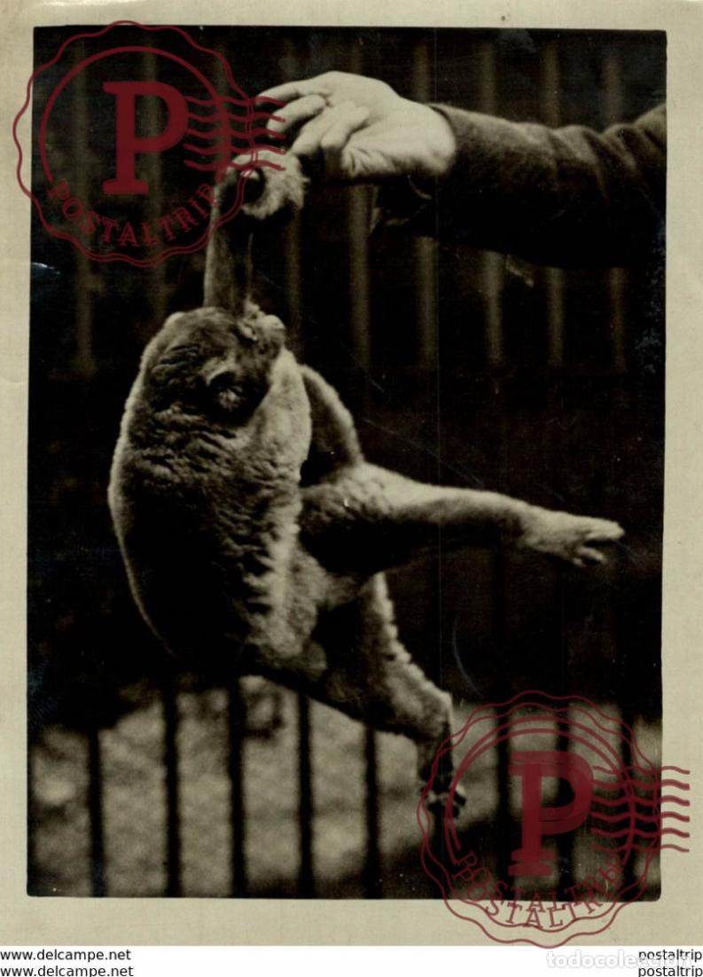 Fotograf&iacute;a antigua: ANIMAUX ANIMALS ANIMALES 16*12 CM Fonds Victor FORBIN 1864-1947