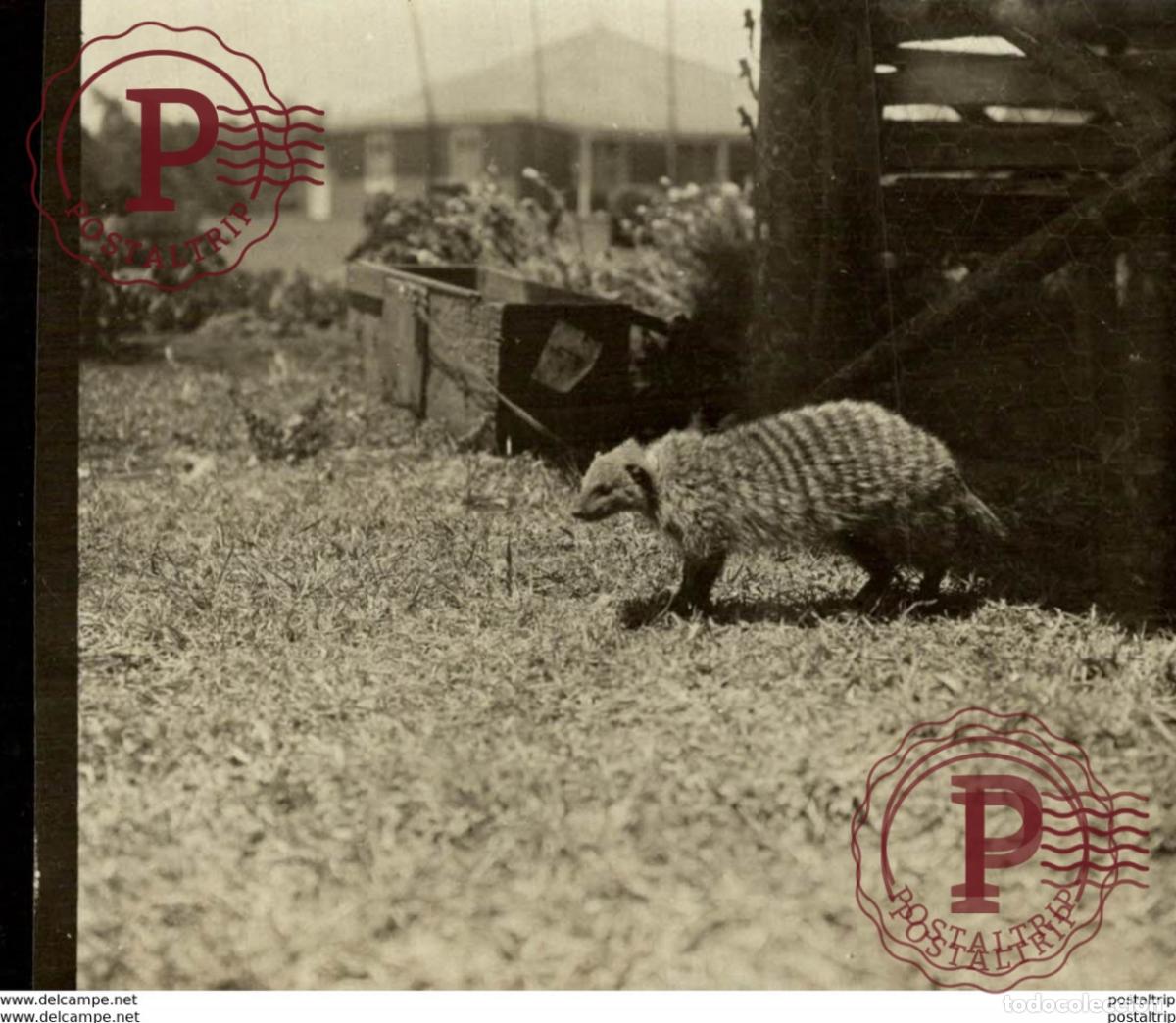 Fotograf&iacute;a antigua: MEXICO ANIMAUX ANIMALS ANIMALES 10*6 CM Fonds Victor FORBIN 1864-1947