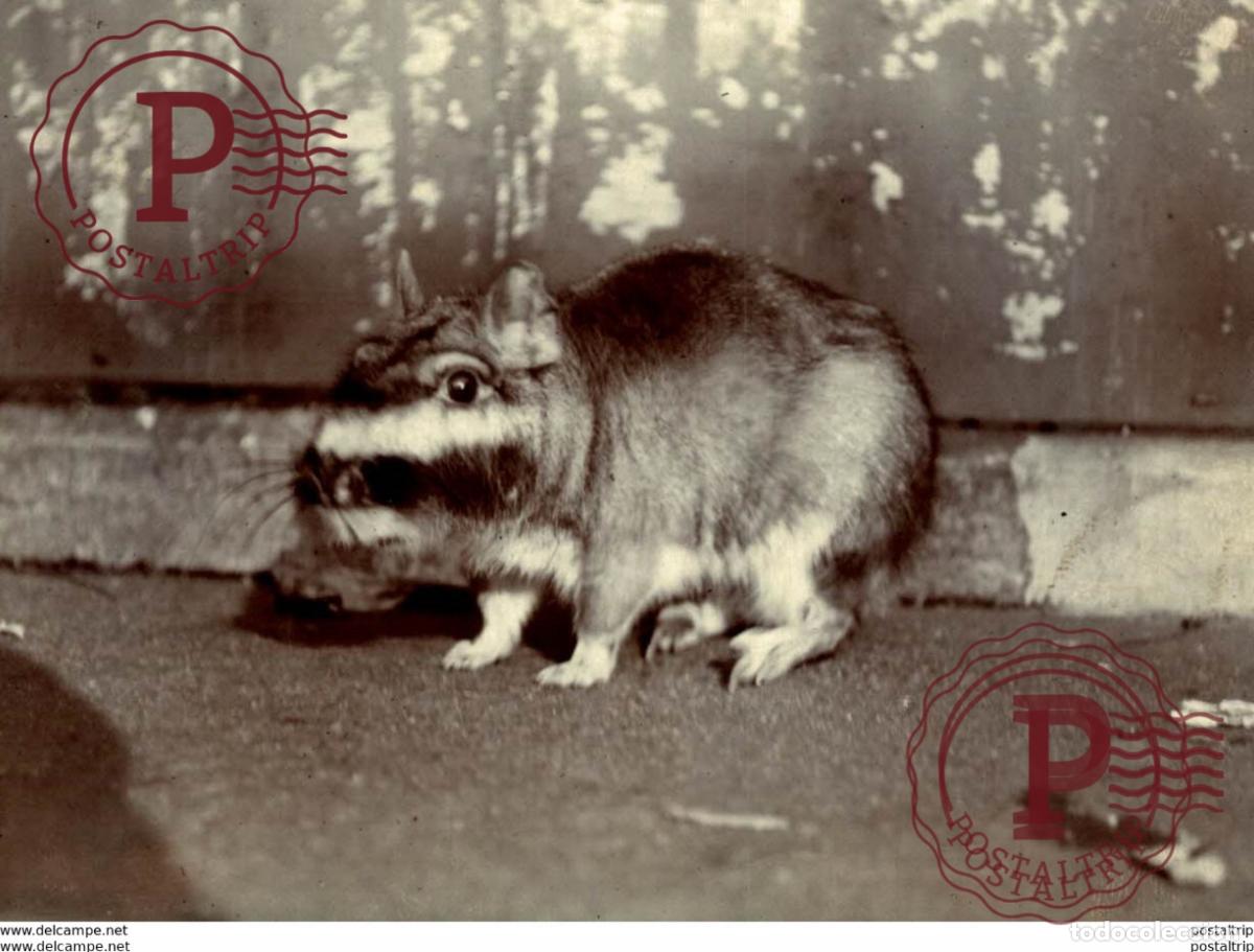 Fotograf&iacute;a antigua: ANIMAUX ANIMALS ANIMALES 10*8 CM Fonds Victor FORBIN 1864-1947