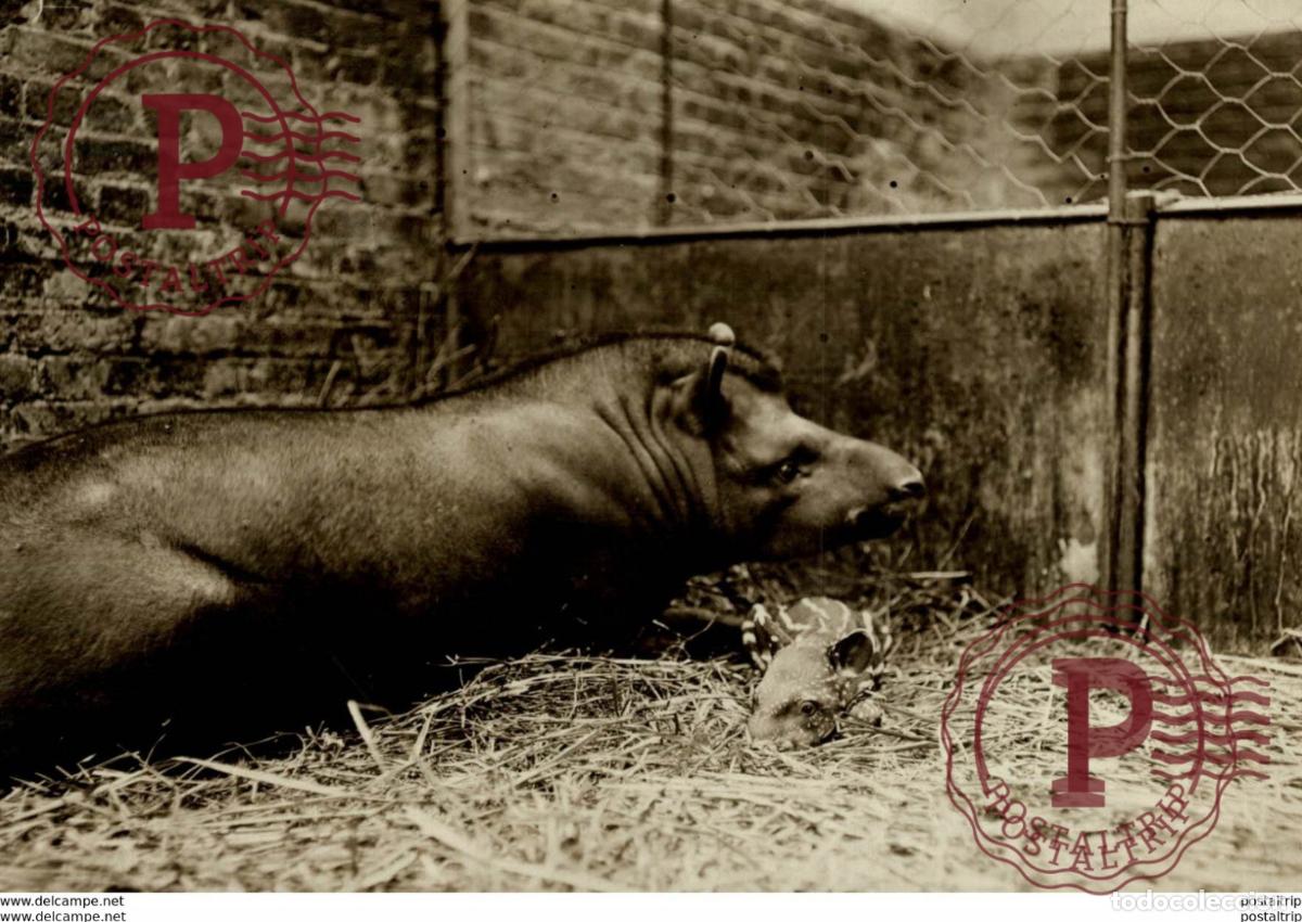Fotograf&iacute;a antigua: JAPIR ANIMAUX ANIMALS ANIMALES 16*12CM Fonds Victor FORBIN 1864-1947