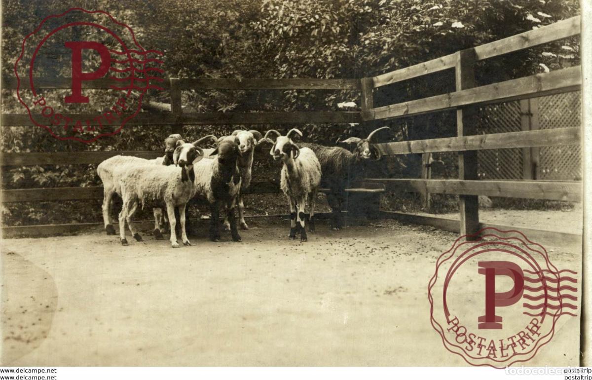 Fotograf&iacute;a antigua: CABRA ANIMAUX ANIMALS ANIMALES 16*12CM Fonds Victor FORBIN 1864-1947