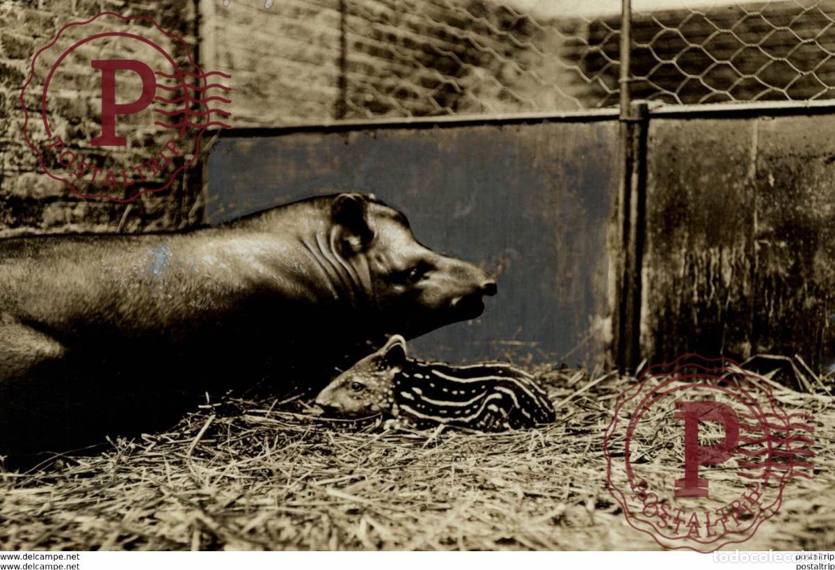 Fotograf&iacute;a antigua: JAPIR ANIMAUX ANIMALS ANIMALES 16*12CM Fonds Victor FORBIN 1864-1947