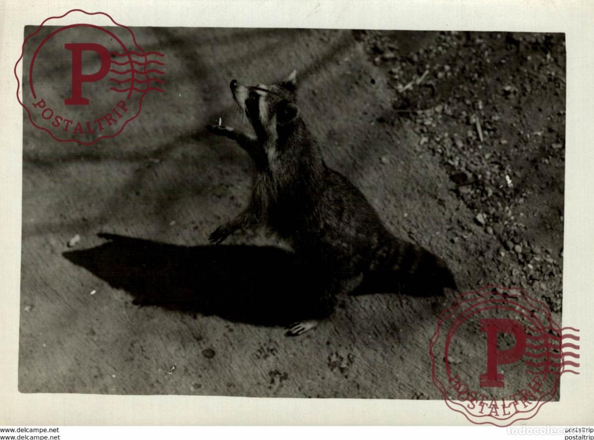 Fotograf&iacute;a antigua: RACOON ANIMAUX ANIMALS ANIMALES 16*12CM Fonds Victor FORBIN 1864-1947