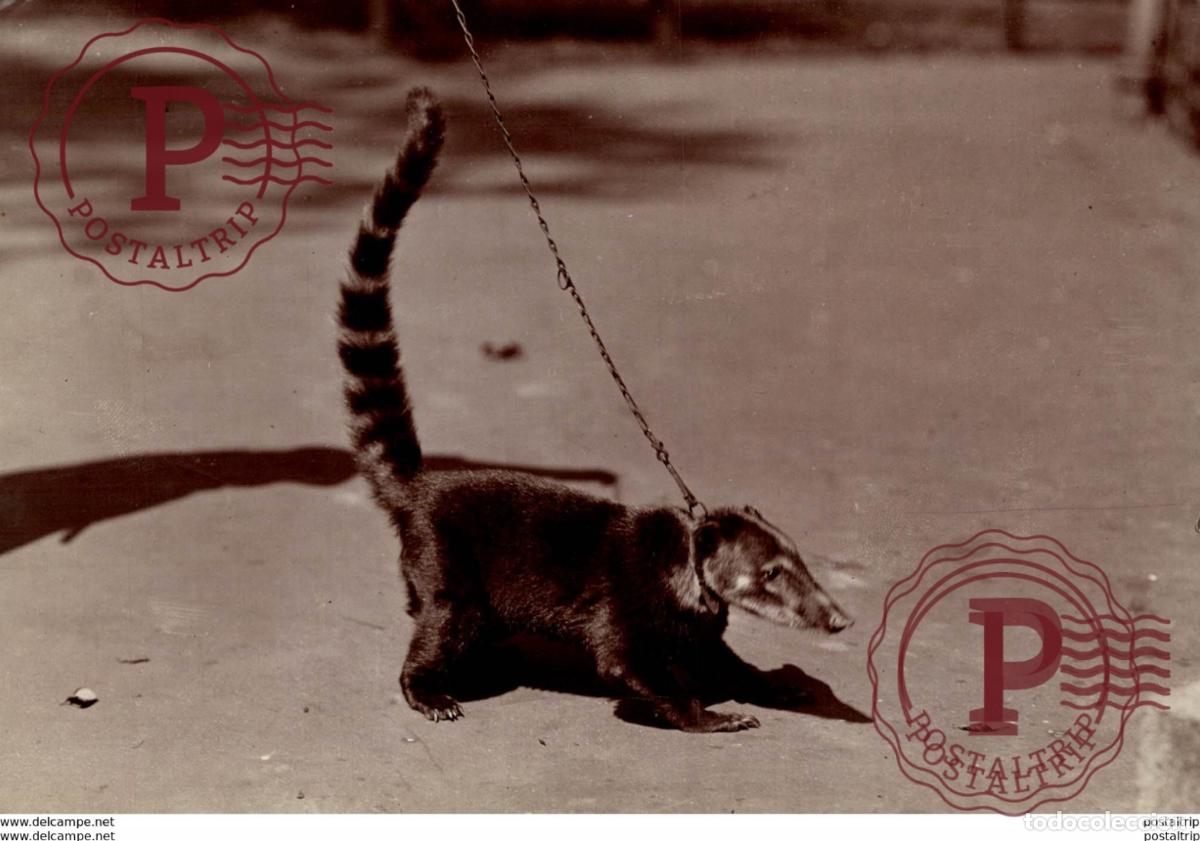 Fotograf&iacute;a antigua: ANIMAUX ANIMALS ANIMALES 18*13CM Fonds Victor FORBIN 1864-1947