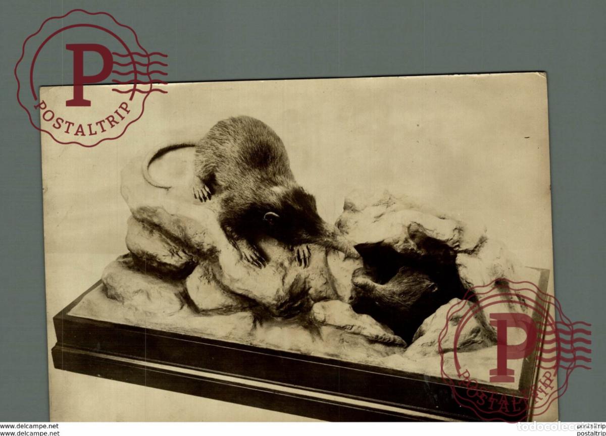 Fotograf&iacute;a antigua: ANIMAUX ANIMALS ANIMALES 18*13CM Fonds Victor FORBIN 1864-1947