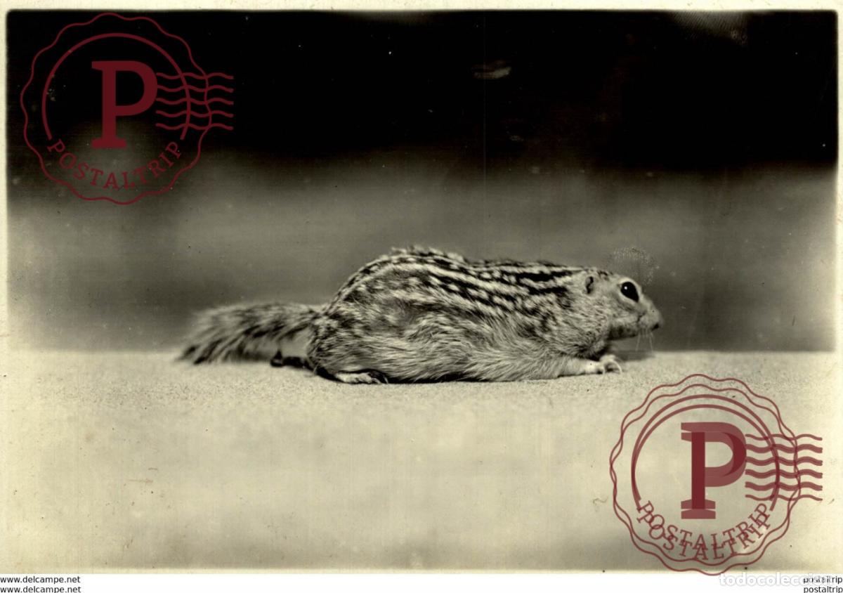 Fotograf&iacute;a antigua: SQUIRREL ARDILLA &eacute;cureuil EEKHOORN ANIMAUX ANIMALS ANIMALES 18*13CM Fonds Victor FORBIN 1864-1947