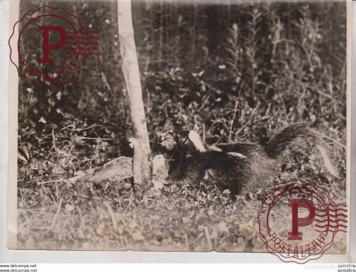 Fotograf&iacute;a antigua: MOUFETTE STINKDIER SKUNK STINKTIER ANIMAUX ANIMALS ANIMALES 20*15CM Fonds Victor FORBIN 1864-194