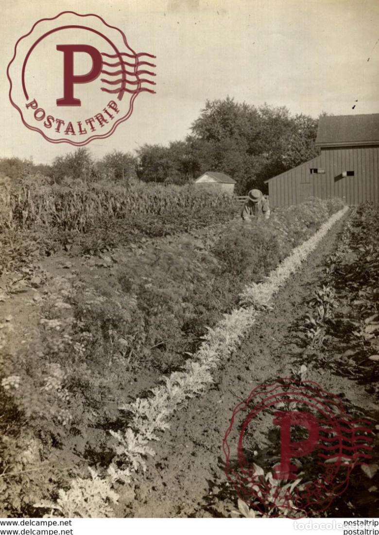 Fotograf&iacute;a antigua: AGRICULTURE LANDBOUW AGRICULTURA 19*15CM Fonds Victor FORBIN 1864-1947