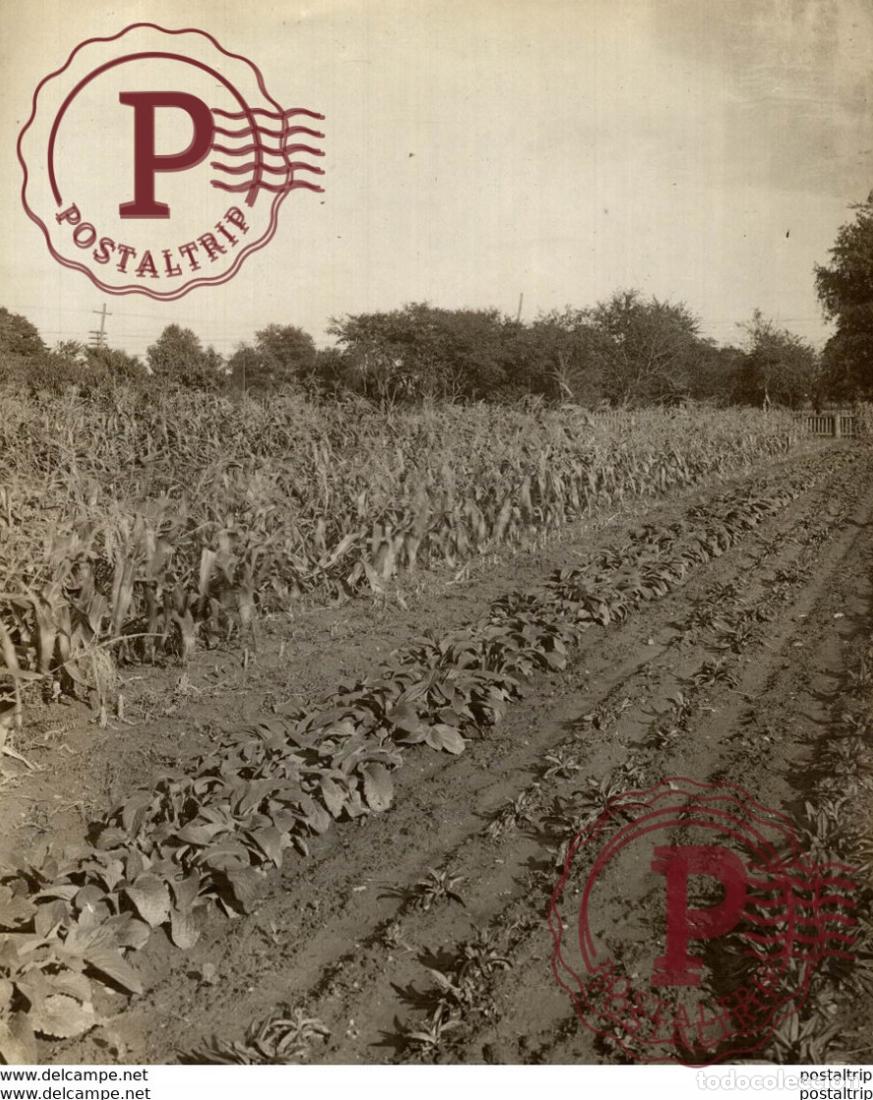 Fotograf&iacute;a antigua: AGRICULTURE LANDBOUW AGRICULTURA 19*15CM Fonds Victor FORBIN 1864-1947