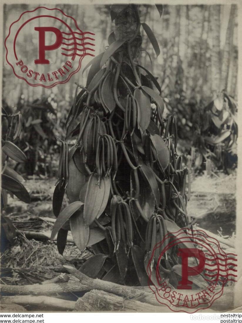 Fotograf&iacute;a antigua: VAINILLA VANILLE AGRICULTURE LANDBOUW AGRICULTURA 21*16CM Fonds Victor FORBIN 1864-1947