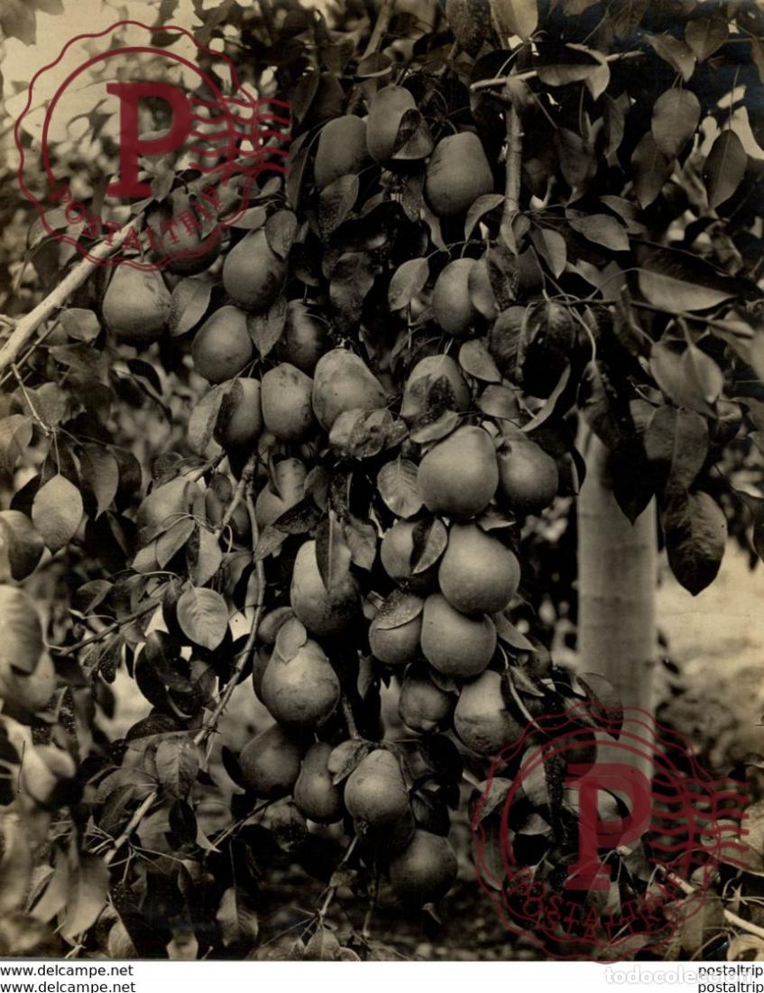 Fotograf&iacute;a antigua: PEARS KELOWNA BRITISH COLOMBIA AGRICULTURE LANDBOUW AGRICULTURA 24*19CM Fonds Victor FORBIN 1864-1