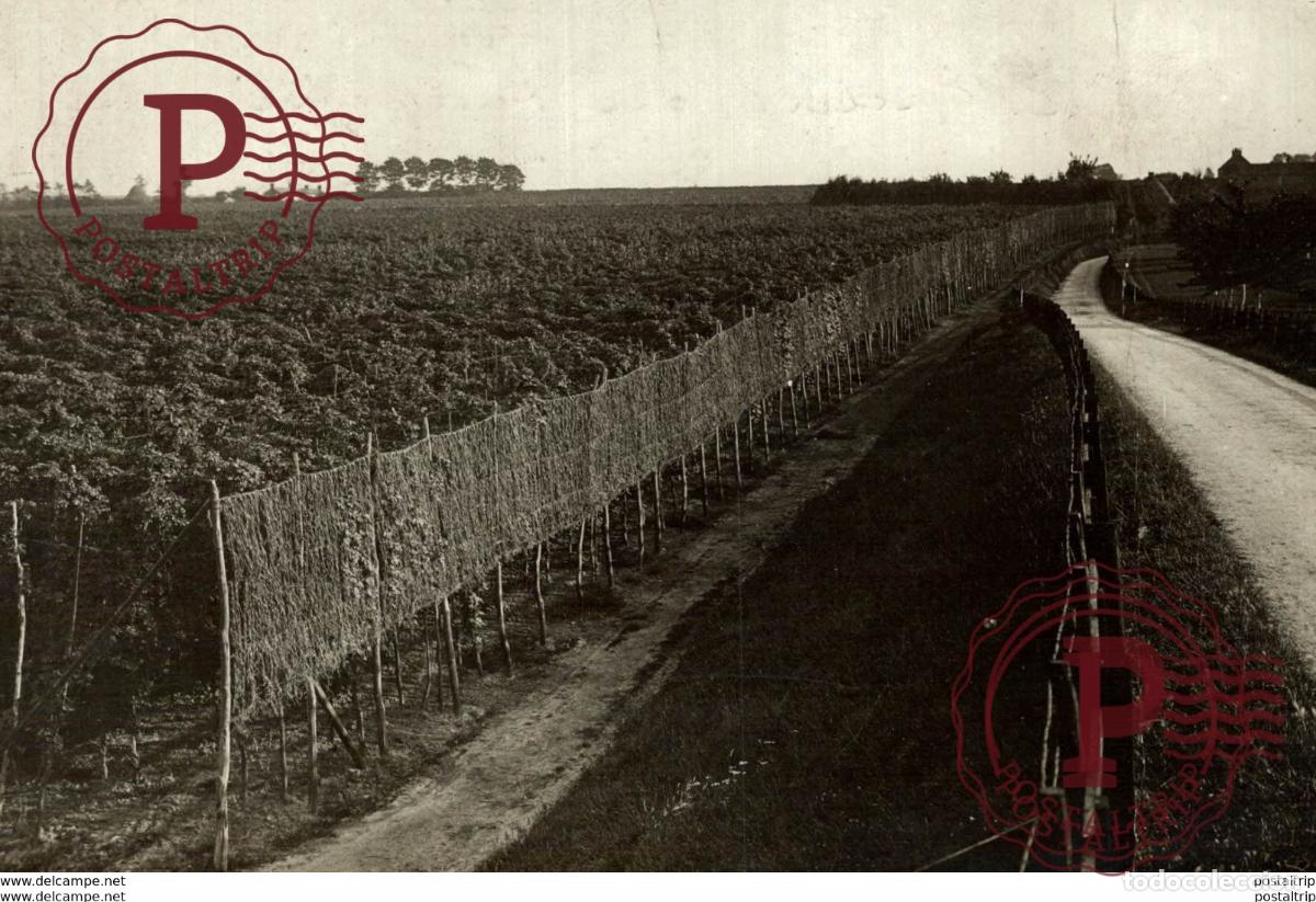 Fotograf&iacute;a antigua: KENT KENTISH HOP GARDEN Hopfenanbaugebietes HOP PICKING 15*12CM Fonds Victor FORBIN 1864-1947