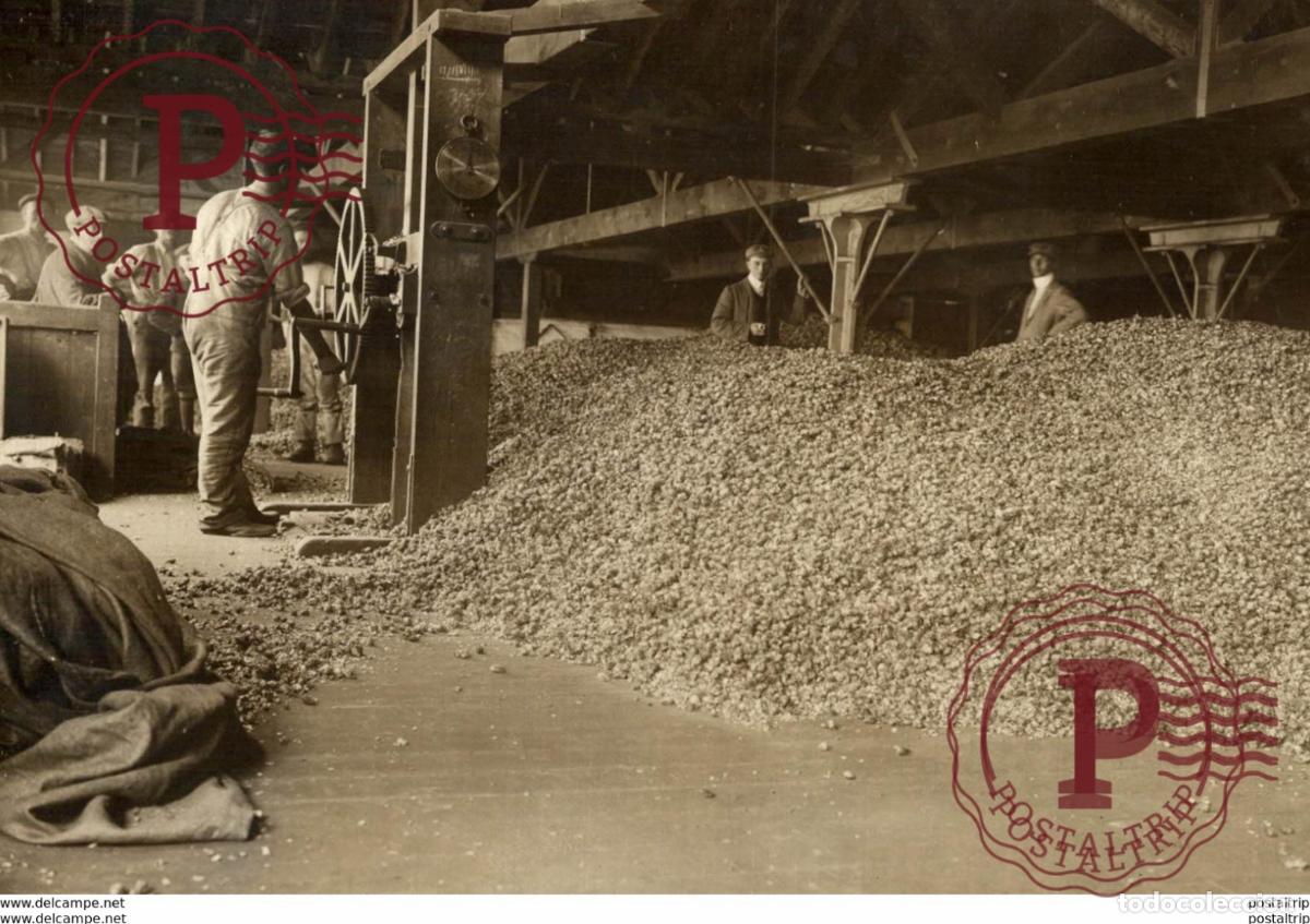 Fotograf&iacute;a antigua: HOP PICKING Hopfenanbaugebietes 15*12CM Fonds Victor FORBIN 1864-1947