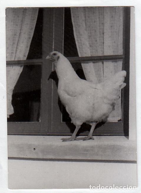 Fotografia antica: La gallina en la ventana. A&ntilde;os 50 pc