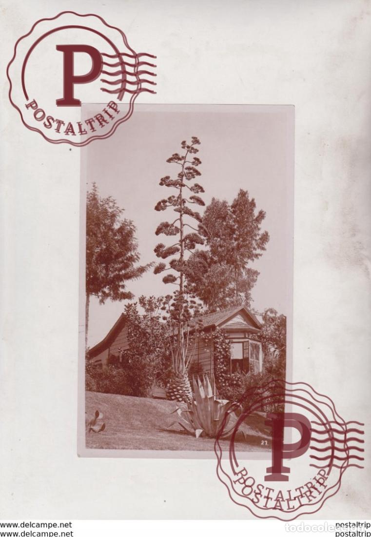 Fotografia antiga: A CENTURY PLANT IN BLOOM CALIFORNIA 20*12CM Fonds Victor FORBIN 1864-1947