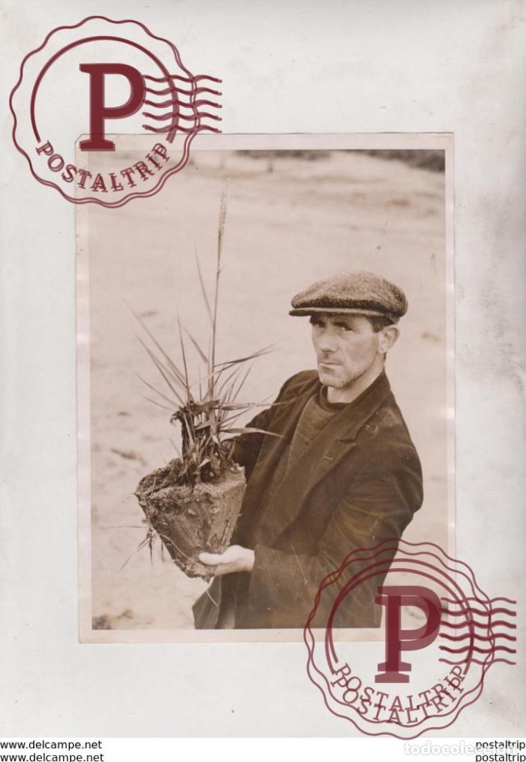 Fotografia antiga: ESSEX MUDFLATS SEA WALL OF KING CANUTE GRASS RICE GRASS PLANTS 20*15CM Fonds Victor FORBIN 1864-194