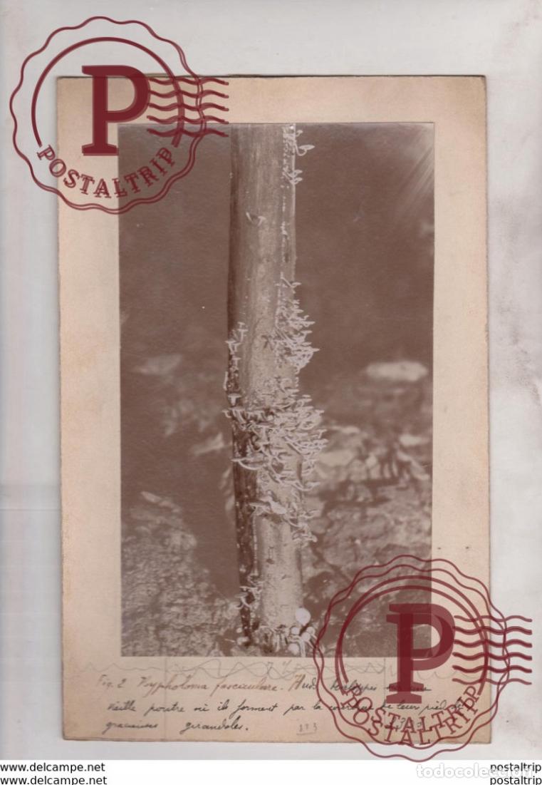 Fotografia antiga: BOLETUS, MUSHROOMS, .... 26*17CM Fonds Victor FORBIN 1864-1947