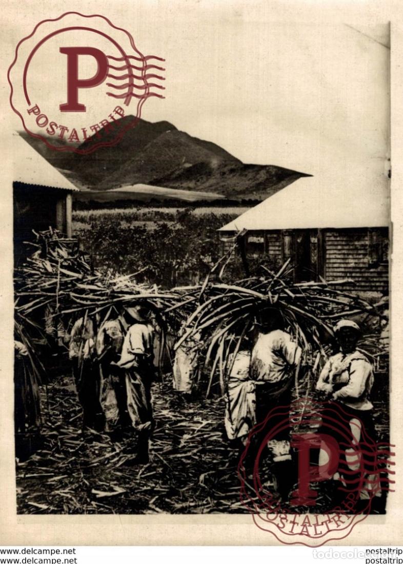 Alte Fotografie: ANTILLES CANNE A SUCRE +- 18*13CM&nbsp;Fonds Victor FORBIN 1864-1947