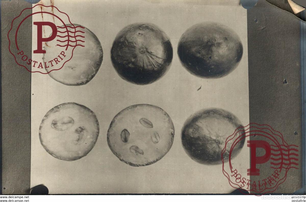 Alte Fotografie: FRUTAS DE ASIA +- 17*11CM&nbsp;Fonds Victor FORBIN 1864-1947