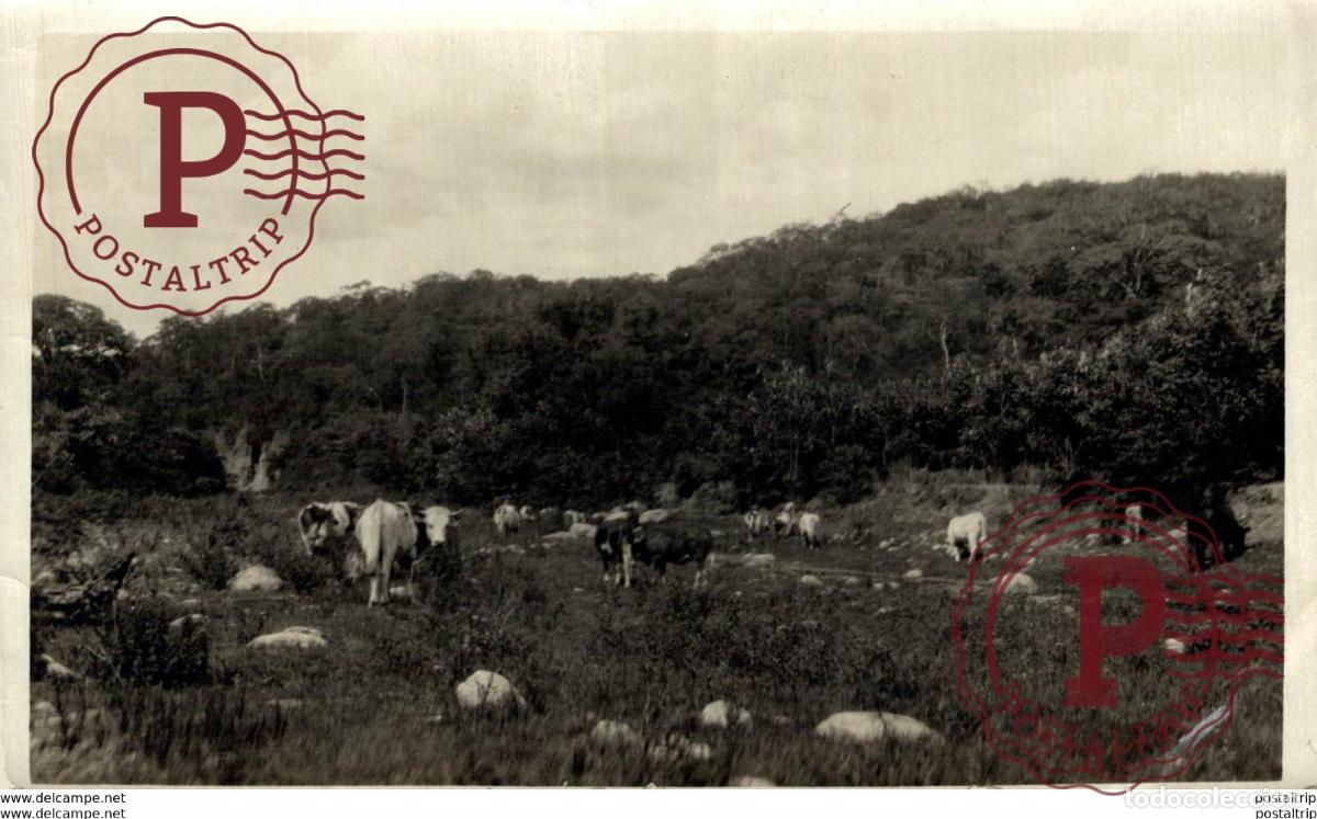 Photographie ancienne: COWS VACHE VACAS +- 14*9CM&nbsp;Fonds Victor FORBIN 1864-1947