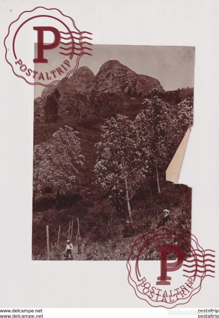 Photographie ancienne: ARBRES ARGENTES SILVER CAPE INEIS DAMAGE SEE SCAN +- 20*15CM&nbsp;Fonds Victor FORBIN 1864-1947