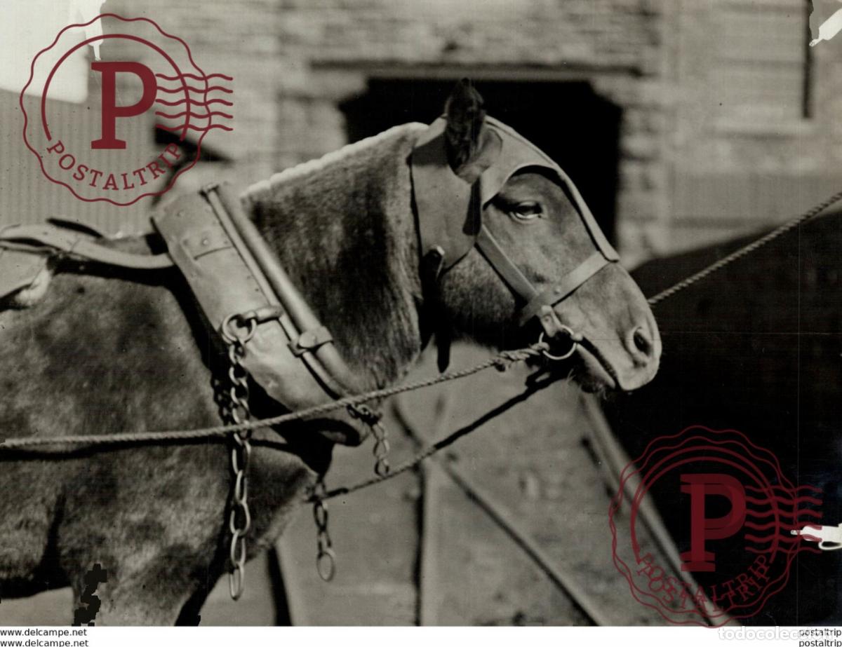Fotografia antiga: SAVE THE PIT PONY COLLIERY NEAR SUNDERLAND MINING MINES MINA 21*16CM Fonds Victor FORBIN 1864-194