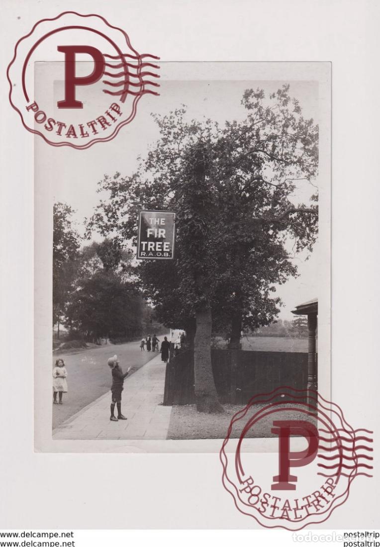Antique Photography: OAK TREE THE FIRE TREE R A O B xylology forestry 21*16CM Fonds Victor FORBIN 1864-1947